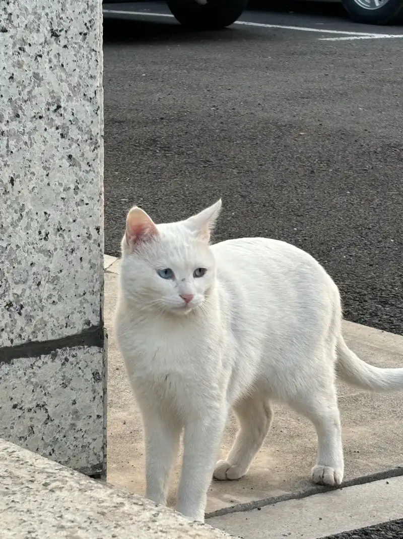 11月30日朝阳市双塔区凌河庄园小区附近领养猫,宠物猫,猫咪【领养启示/启事】