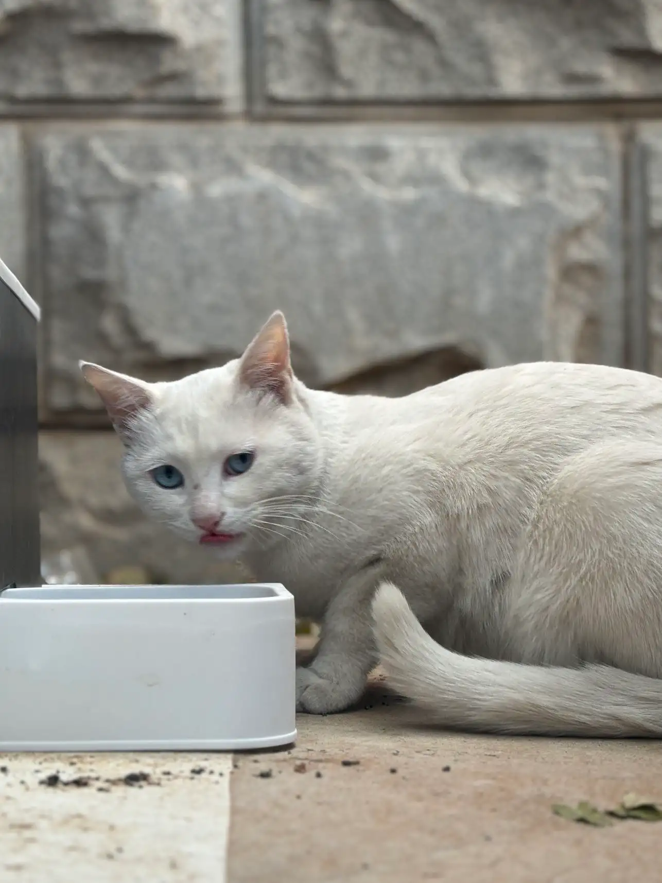 11月30日朝阳市双塔区凌河庄园小区附近领养猫,宠物猫,猫咪【领养启示/启事】