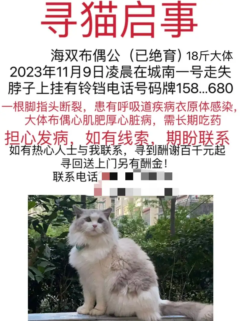 11月9日内江市资中县城南一号走失猫,宠物猫,猫咪【寻猫启示/启事】