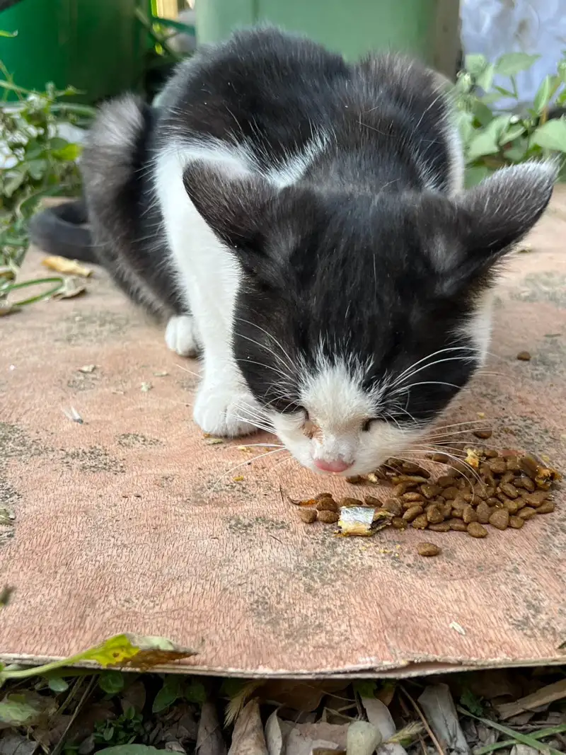 11月9日庆阳市西峰区庆阳周边领养猫,宠物猫,猫咪【领养启示/启事】