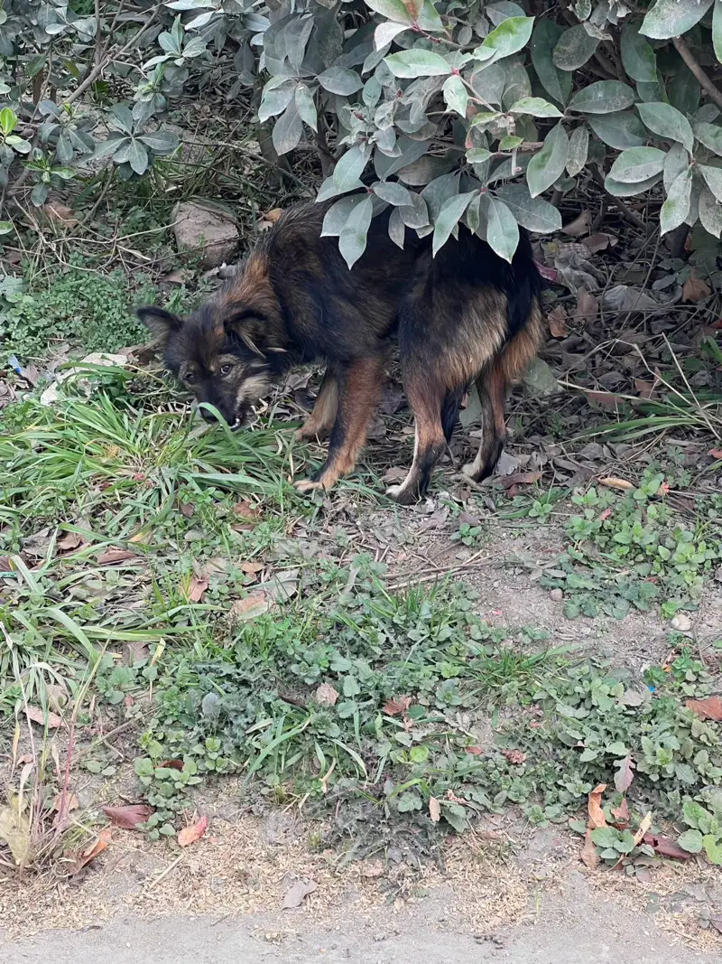 12月10日镇江市丹阳市童永村中治西路与通港路交叉口领养土狗,柴犬,田园犬,中华田园犬【领养启示/启事】