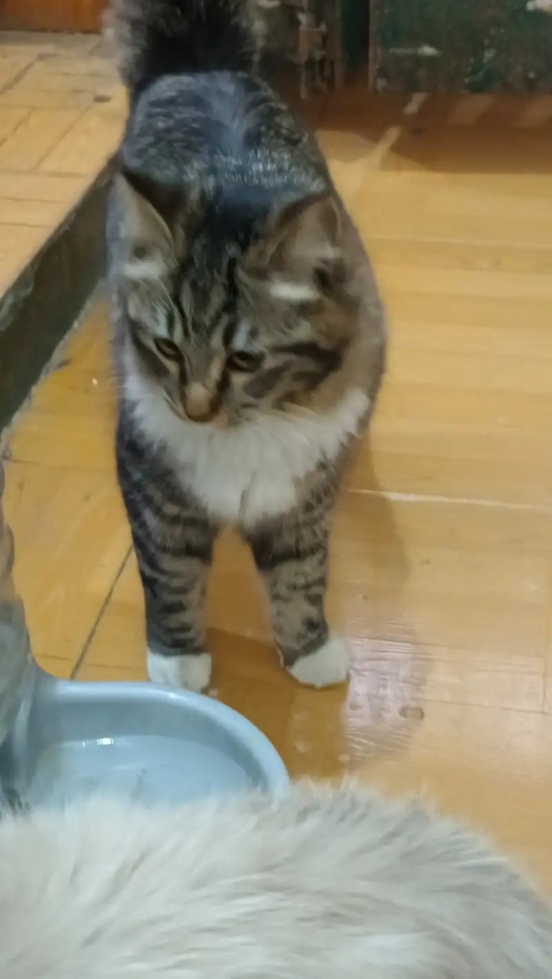 12月18日邵阳市隆回县桃洪镇 烟草公司领养猫,宠物猫,猫咪【领养启示/启事】