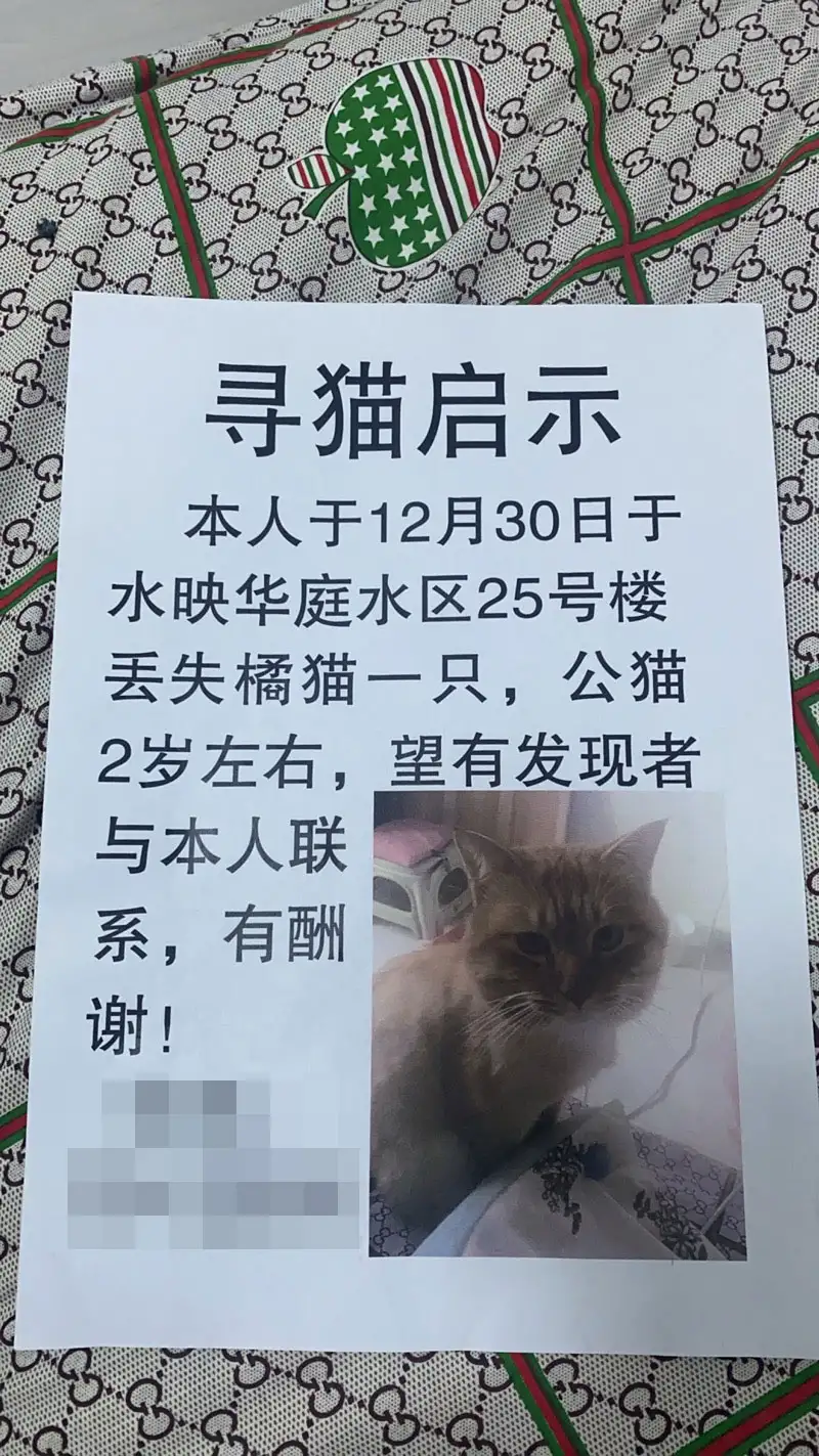 12月30日丹东市振兴区纤维南路水映华庭25号楼走失猫,宠物猫,猫咪【寻猫启示/启事】