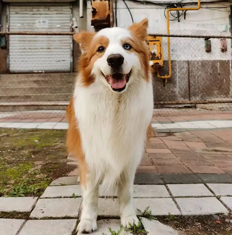 1月28日哈尔滨市香坊区 哈尔滨市香坊区三大动力路388号走失边牧,边境牧羊犬【寻边牧/边境牧羊犬启示/启事】