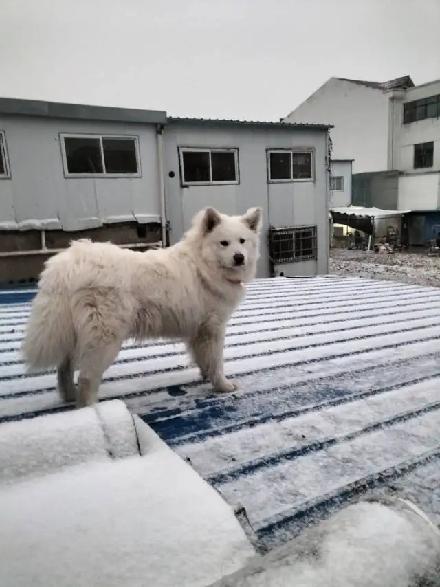 1月19日宿州市泗县宿州市泗县大路口镇邓公村走失萨摩耶【寻萨摩耶启示/启事】