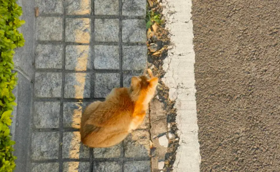 2月15日江门市江海区外海街道江海碧桂园芷兰湾发现流浪橘猫【流浪橘猫线索】