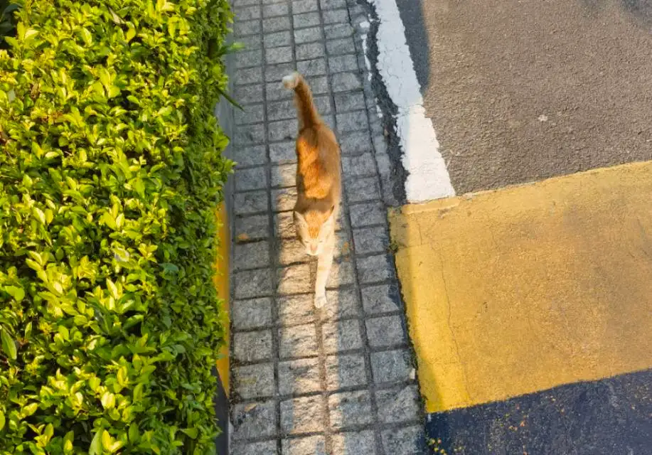 2月15日江门市江海区外海街道江海碧桂园芷兰湾发现流浪橘猫【流浪橘猫线索】