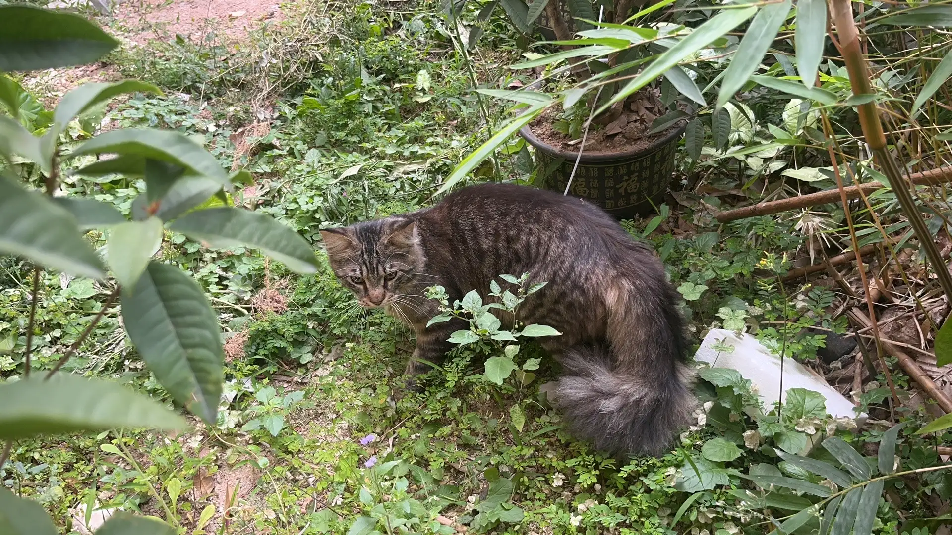 2月21日深圳市南山区西丽丽新花园发现流浪狸花猫【流浪狸花猫线索】