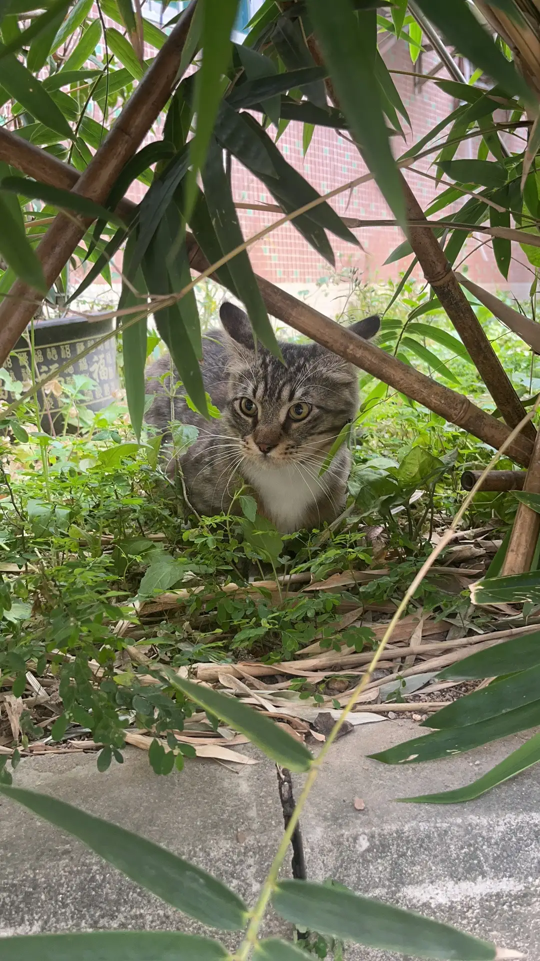 2月21日深圳市南山区西丽丽新花园发现流浪狸花猫【流浪狸花猫线索】