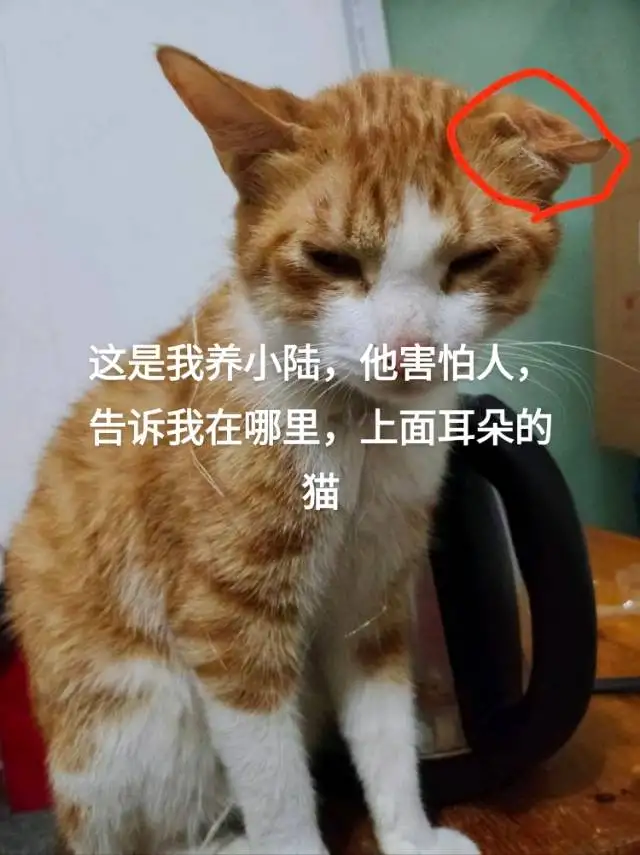 2月8日南平市建瓯市2天前走失橘猫【寻橘猫启示/启事】