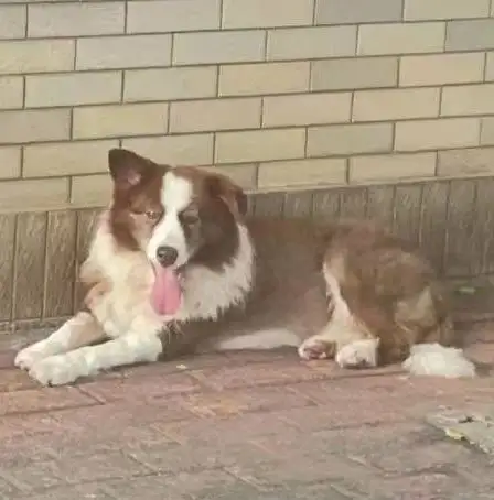 3月12日东莞市东莞市横坑嘉湖山庄嘉怡苑走失边牧,边境牧羊犬【寻边牧/边境牧羊犬启示/启事】