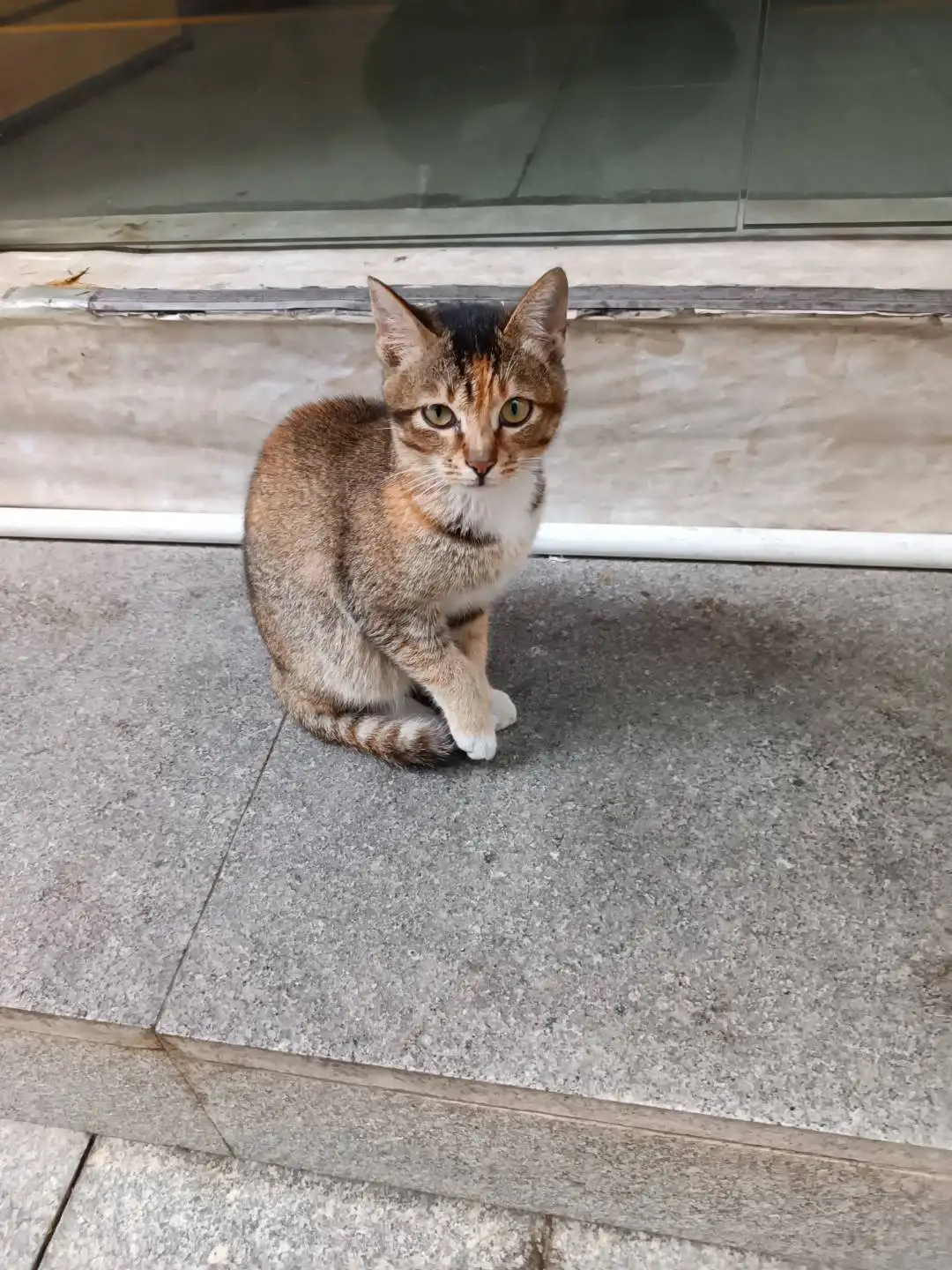 4月10日深圳市光明区马田街道薯田埔社区福华东路走失猫,宠物猫,猫咪【寻猫启示/启事】