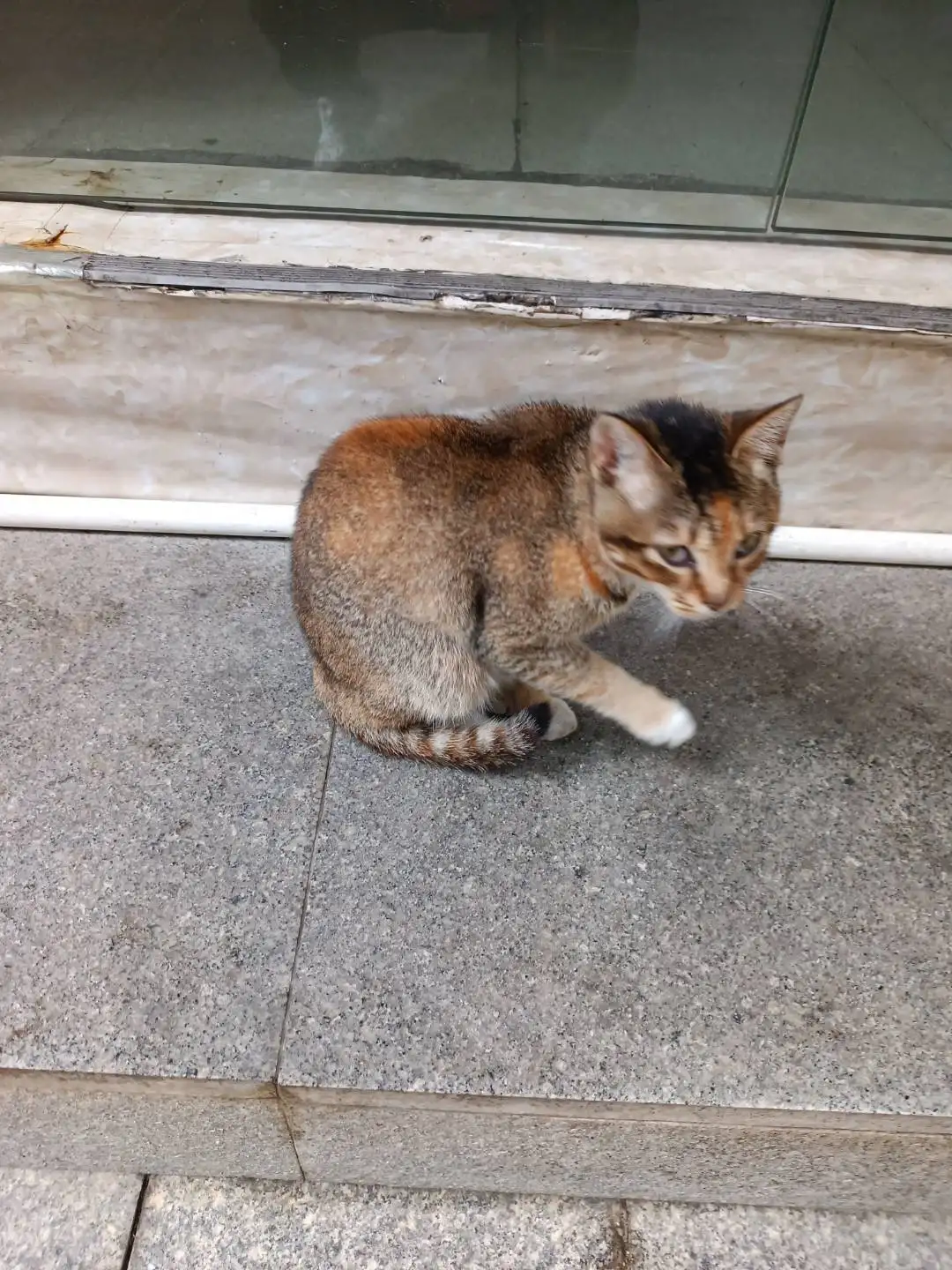 4月10日深圳市光明区马田街道薯田埔社区福华东路走失猫,宠物猫,猫咪【寻猫启示/启事】