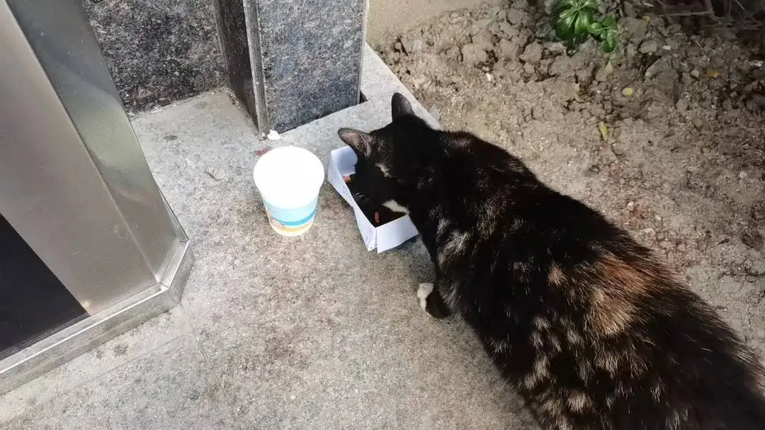 4月13日无锡市梁溪区扬名街道科闻大厦发现流浪猫,宠物猫,猫咪【流浪猫线索】