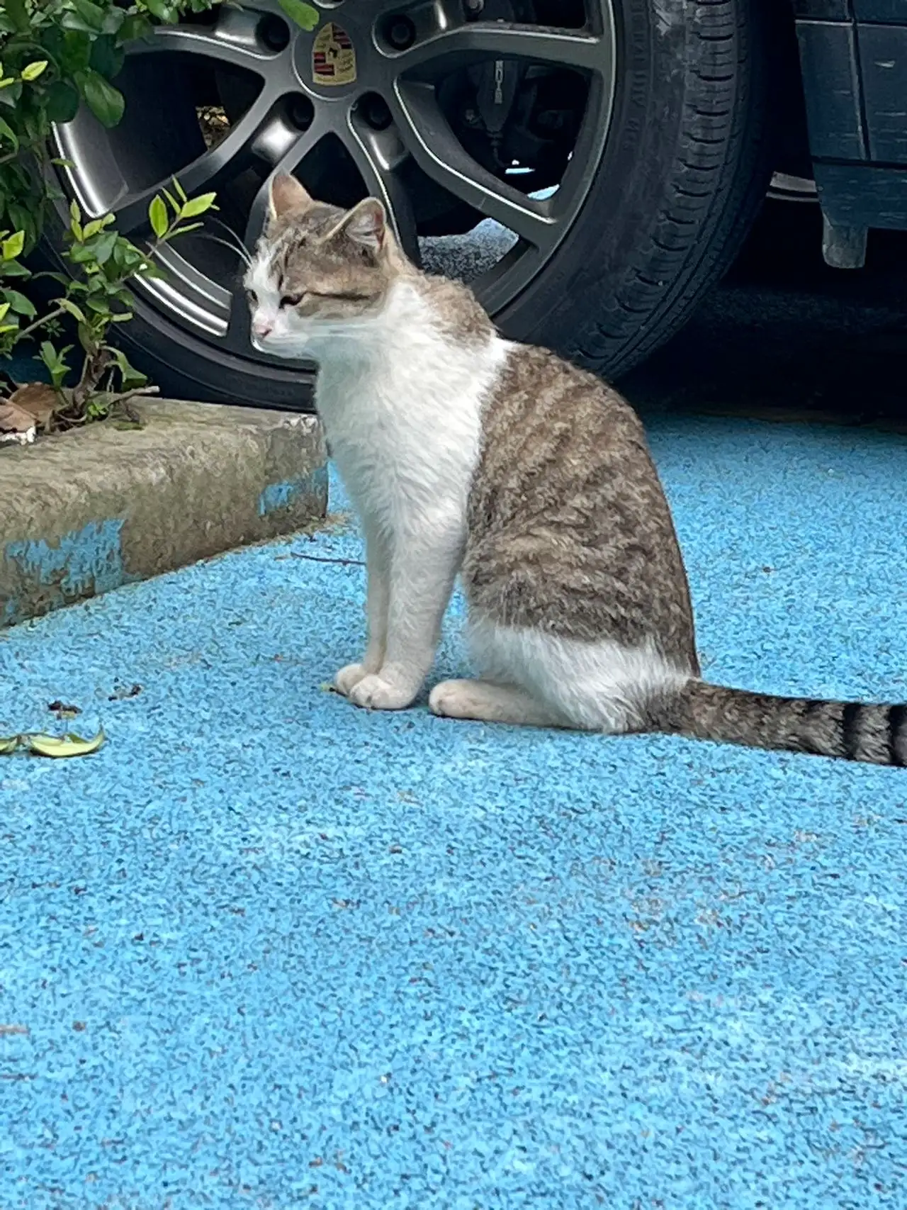 4月24日上海市浦东新区临港南汇领养狸花猫【领养启示/启事】