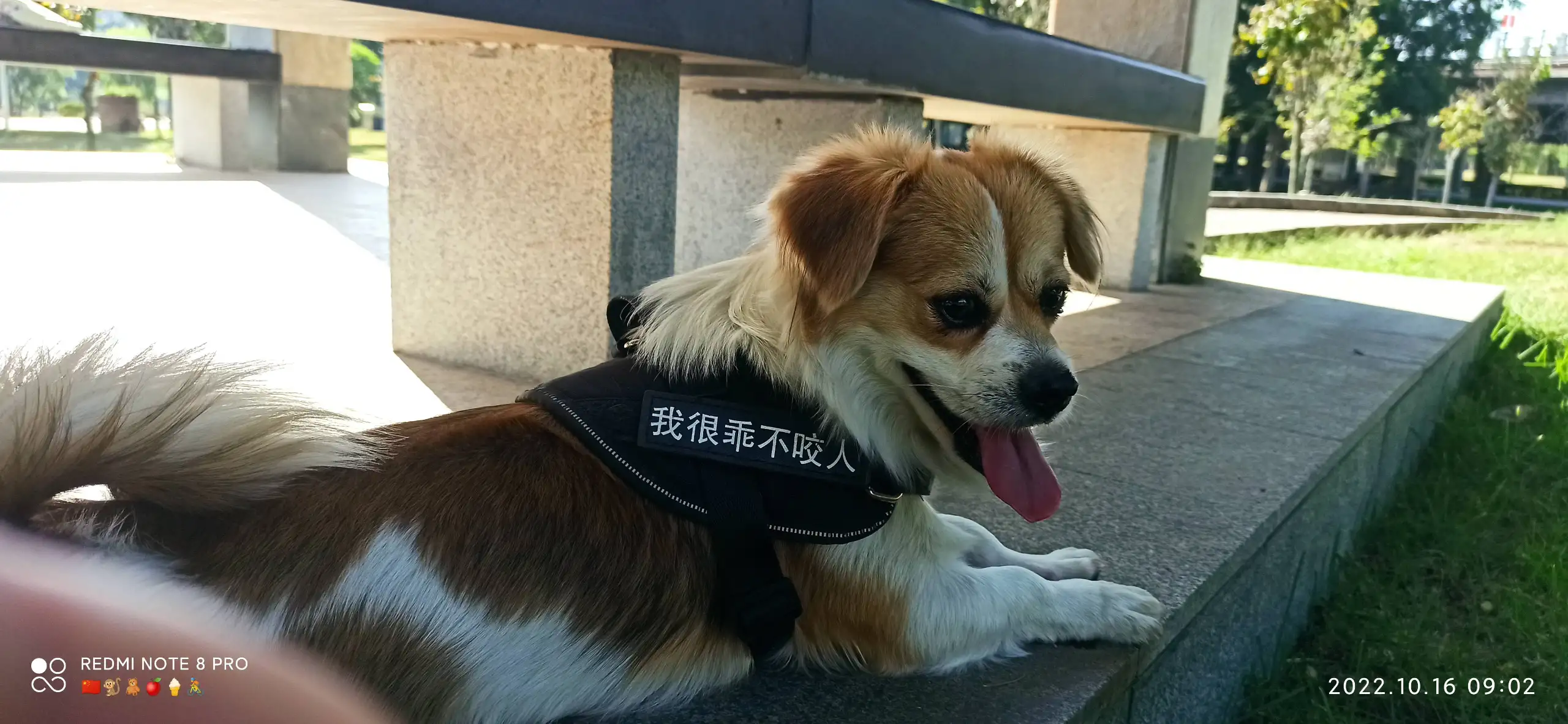 4月3日广州市从化区青云路天桥附近走失蝴蝶犬【寻蝴蝶犬启示/启事】