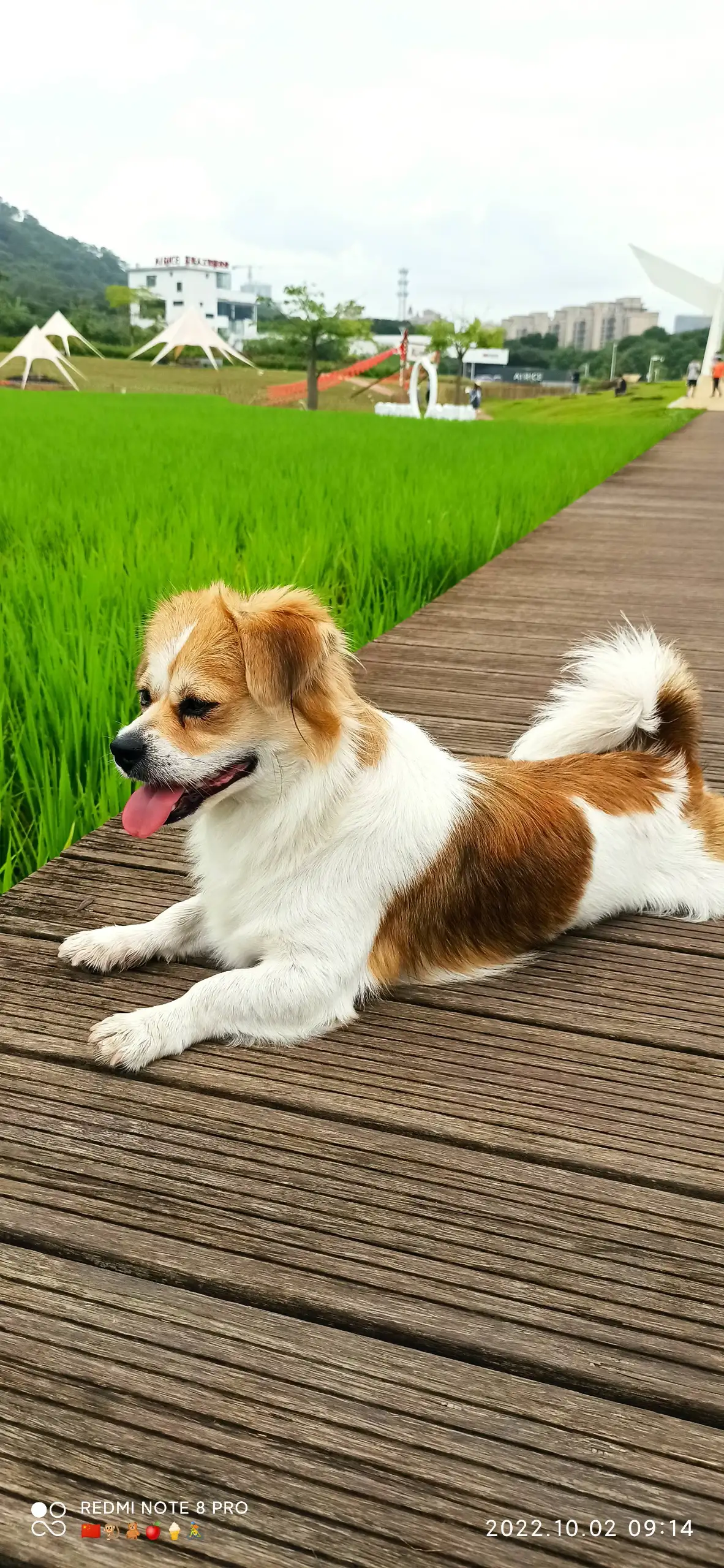 4月3日广州市从化区青云路天桥附近走失蝴蝶犬【寻蝴蝶犬启示/启事】