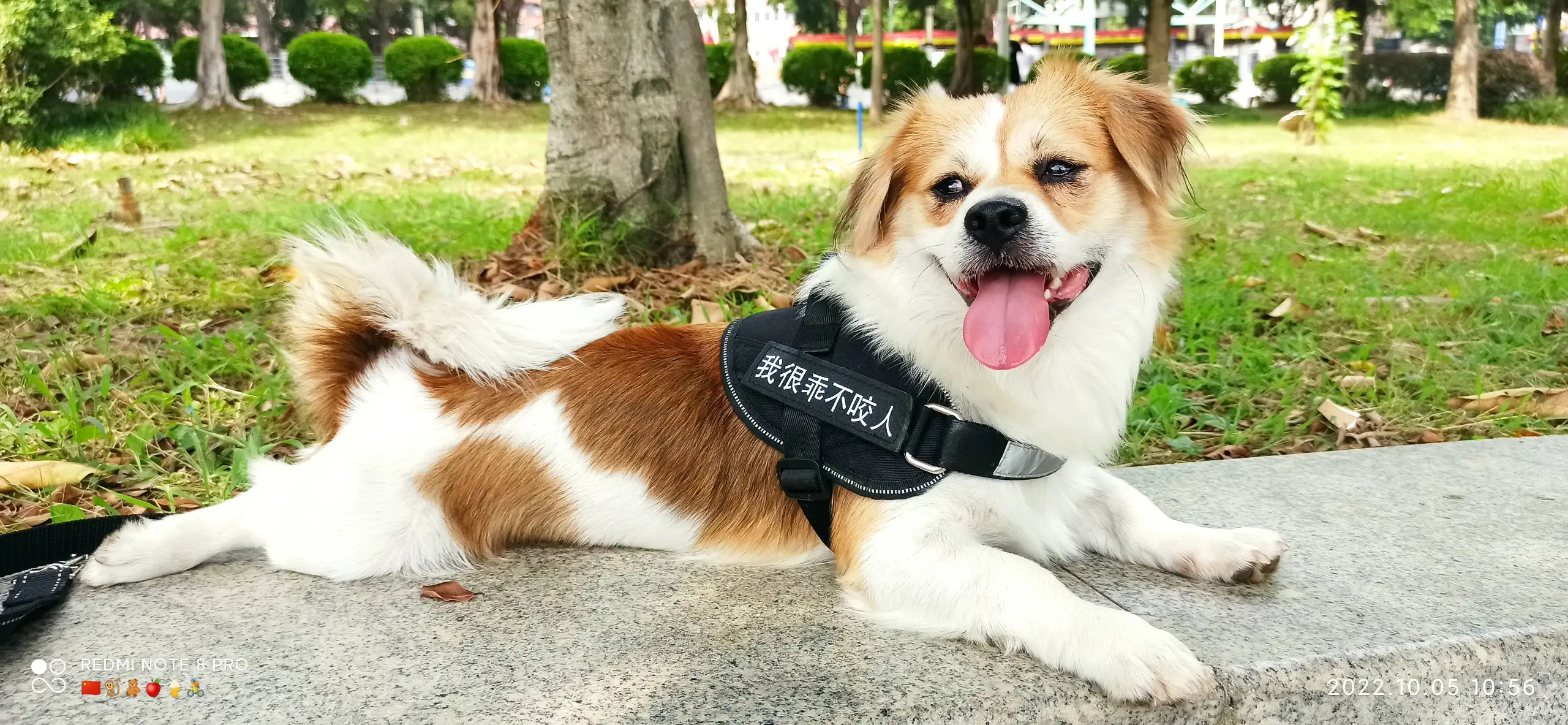 4月3日广州市从化区青云路天桥附近走失蝴蝶犬【寻蝴蝶犬启示/启事】