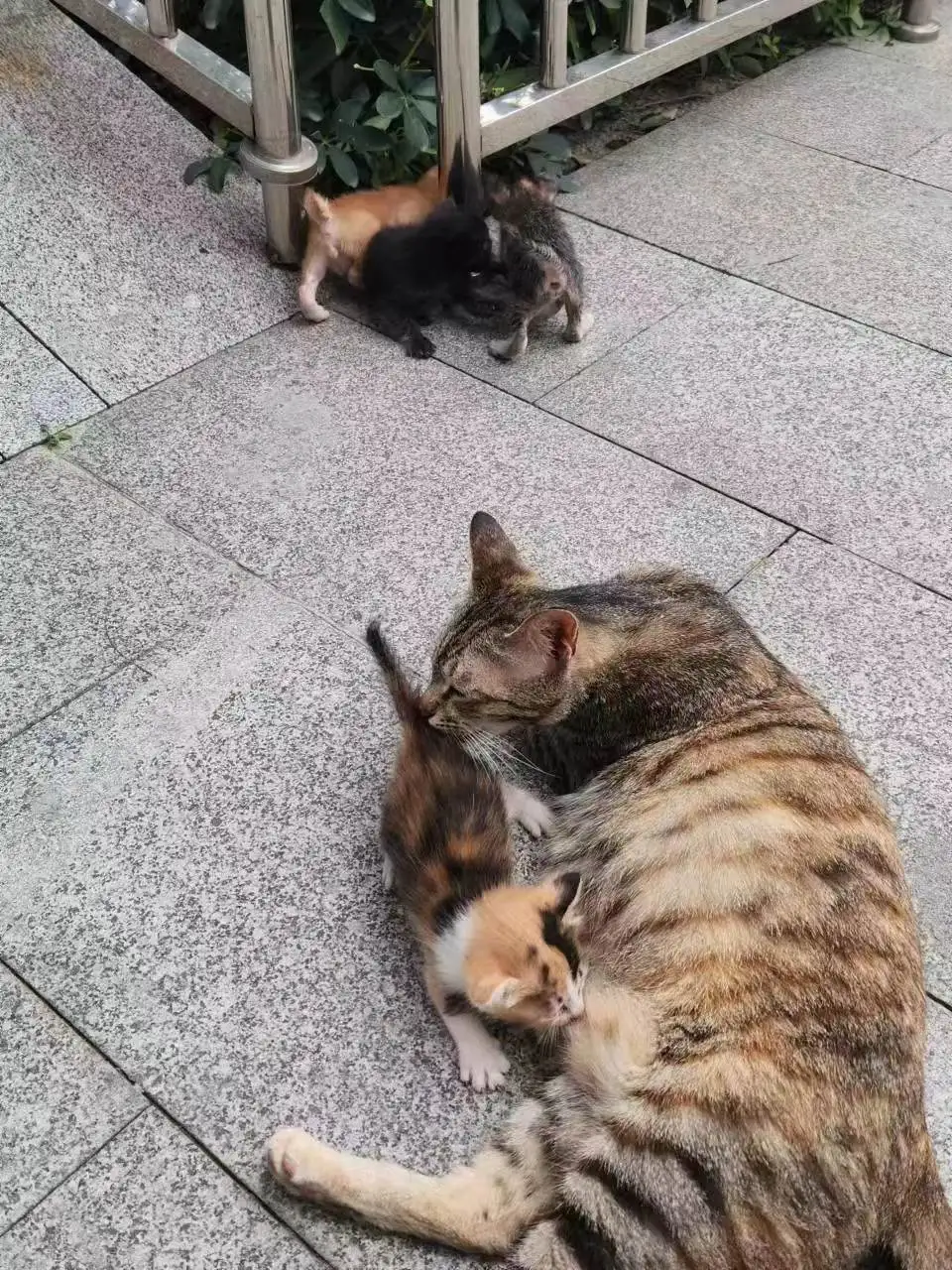 5月9日珠海市香洲区横琴镇法院发现流浪猫,宠物猫,猫咪【流浪猫线索】