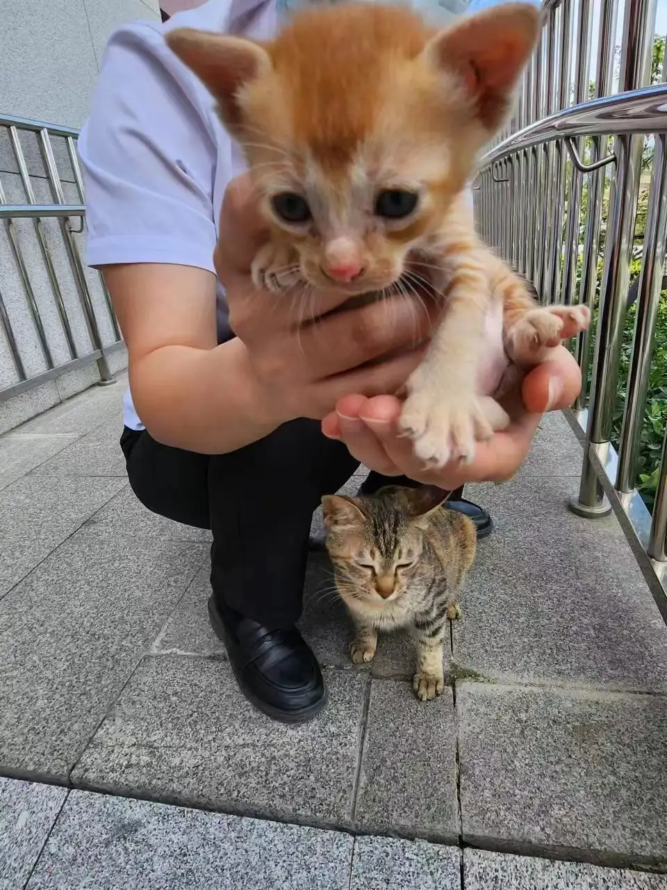 5月9日珠海市香洲区横琴镇法院发现流浪猫,宠物猫,猫咪【流浪猫线索】