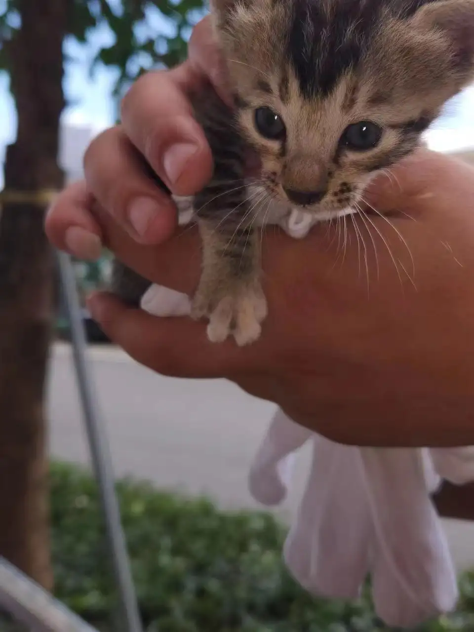 5月9日珠海市香洲区横琴镇法院发现流浪猫,宠物猫,猫咪【流浪猫线索】