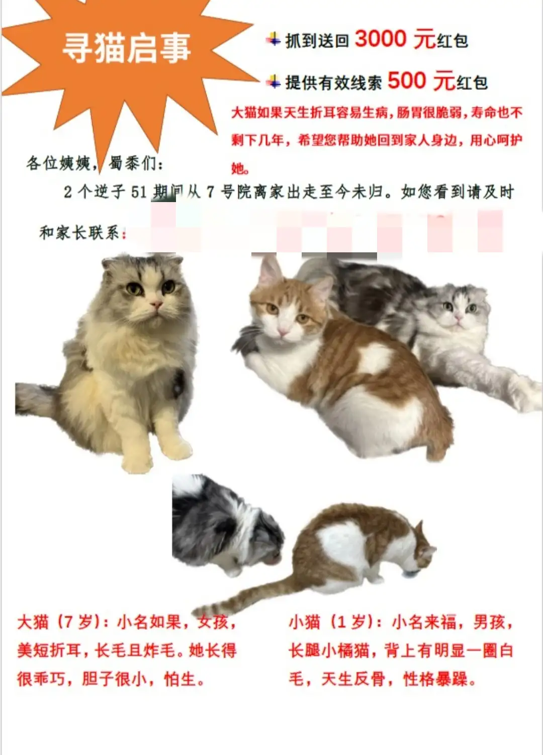 5月1日北京市大兴区天恒旭辉7号院走失美短,美国短毛猫,起司猫【寻美国短毛猫启示/启事】