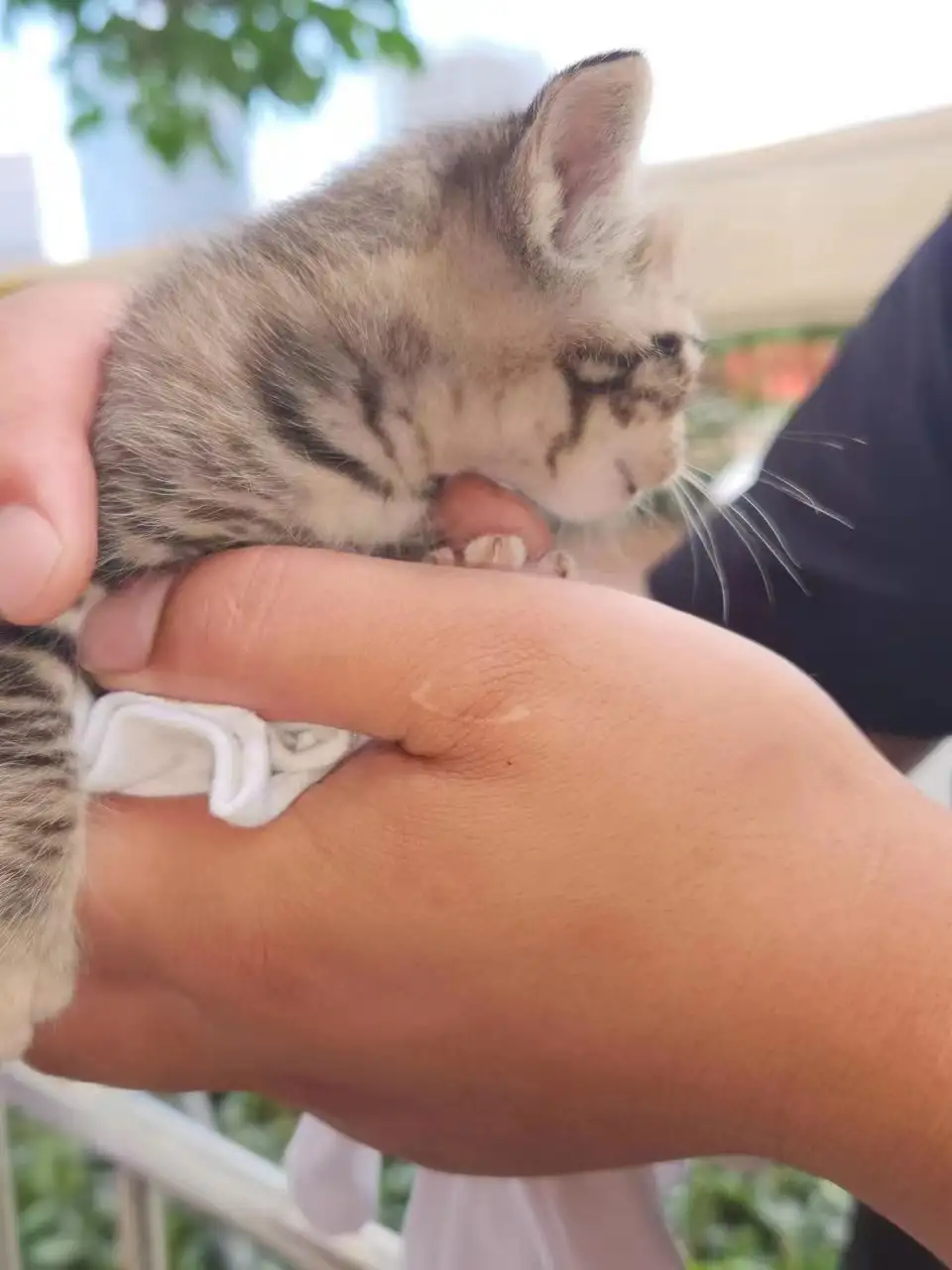 5月9日珠海市香洲区横琴镇法院发现流浪猫,宠物猫,猫咪【流浪猫线索】