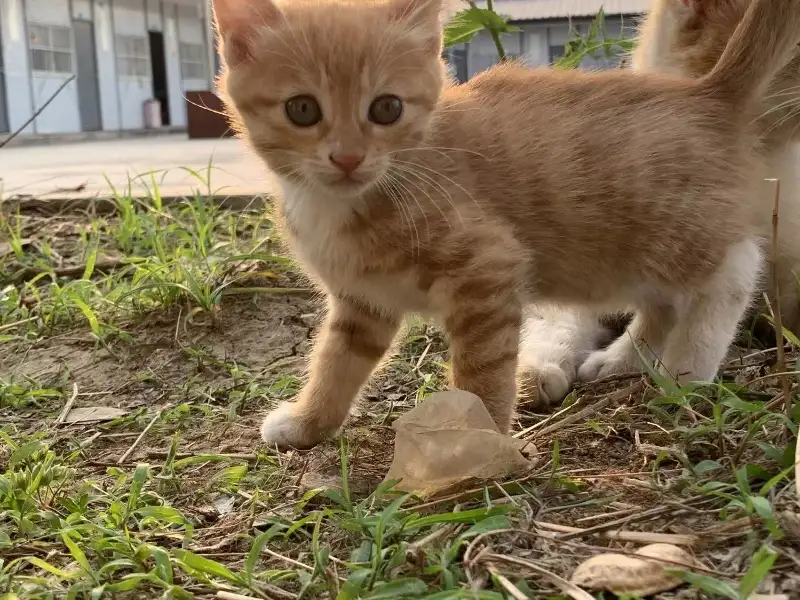 5月18日蚌埠市固镇县固镇县领养橘猫【领养启示/启事】