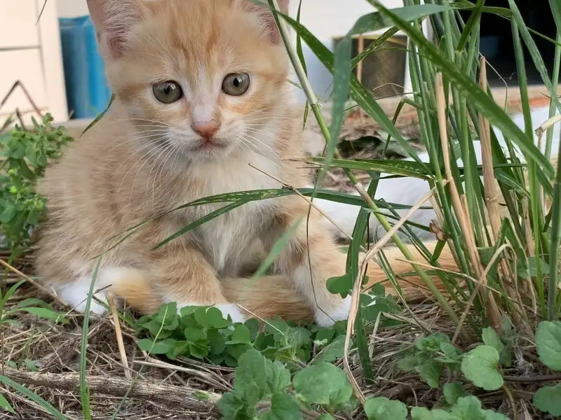 5月18日蚌埠市固镇县固镇县领养橘猫【领养启示/启事】