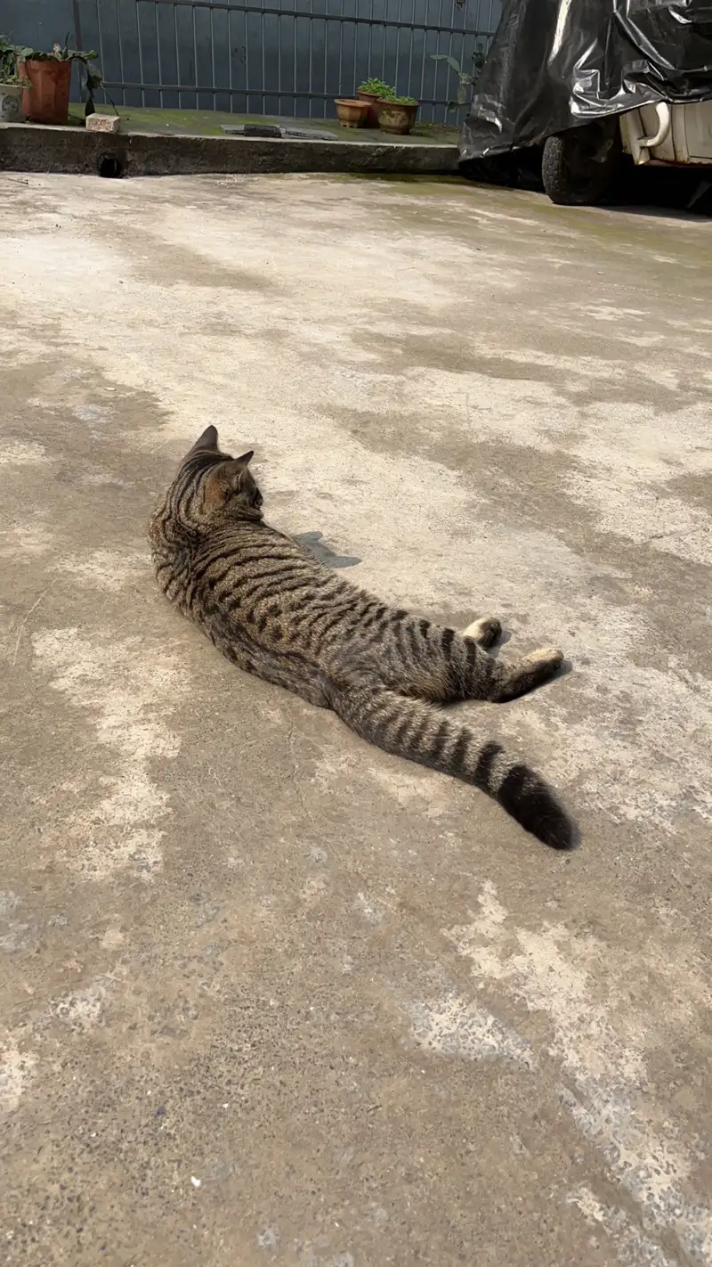 3月29日黔东南苗族侗族自治州三穗县物流城走失狸花猫【寻狸花猫启示/启事】