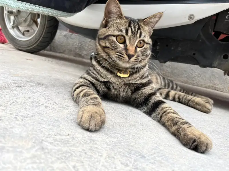 3月29日黔东南苗族侗族自治州三穗县物流城走失狸花猫【寻狸花猫启示/启事】