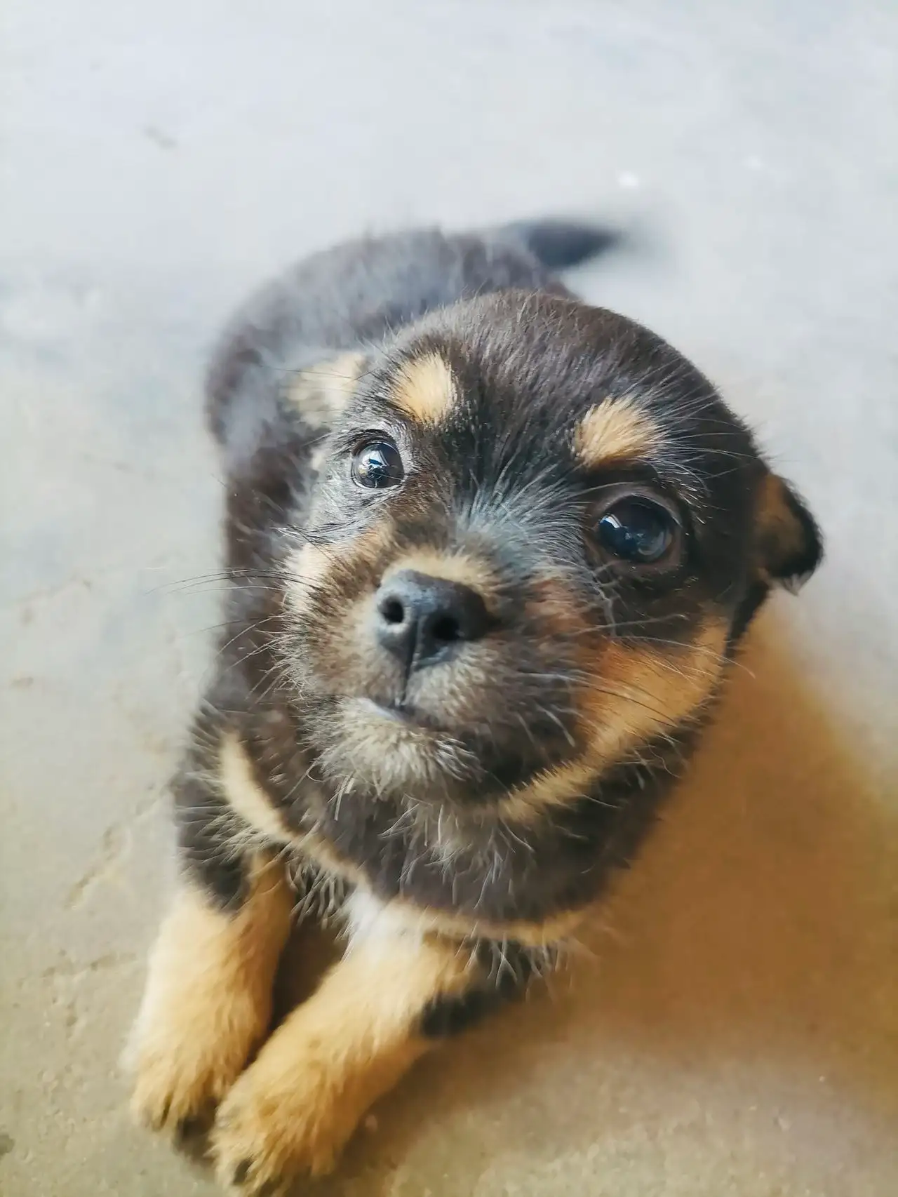 5月2日宁波市余姚市余姚领养土狗,柴犬,田园犬,中华田园犬【领养启示/启事】