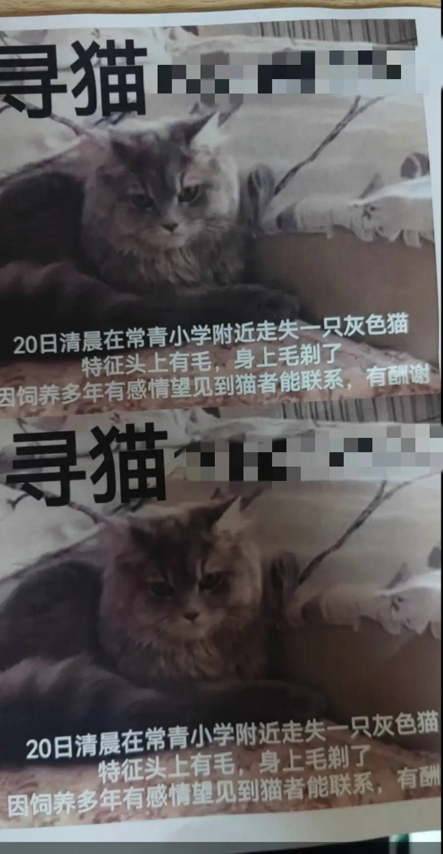 5月20日鞍山市铁东区马家饺子馆长青街21走失猫,宠物猫,猫咪【寻猫启示/启事】