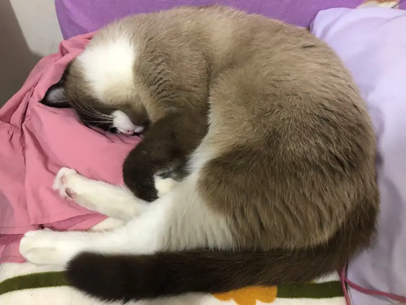 4月18日普洱市澜沧拉祜族自治县澜沧县客运站后面走失猫,宠物猫,猫咪【寻猫启示/启事】