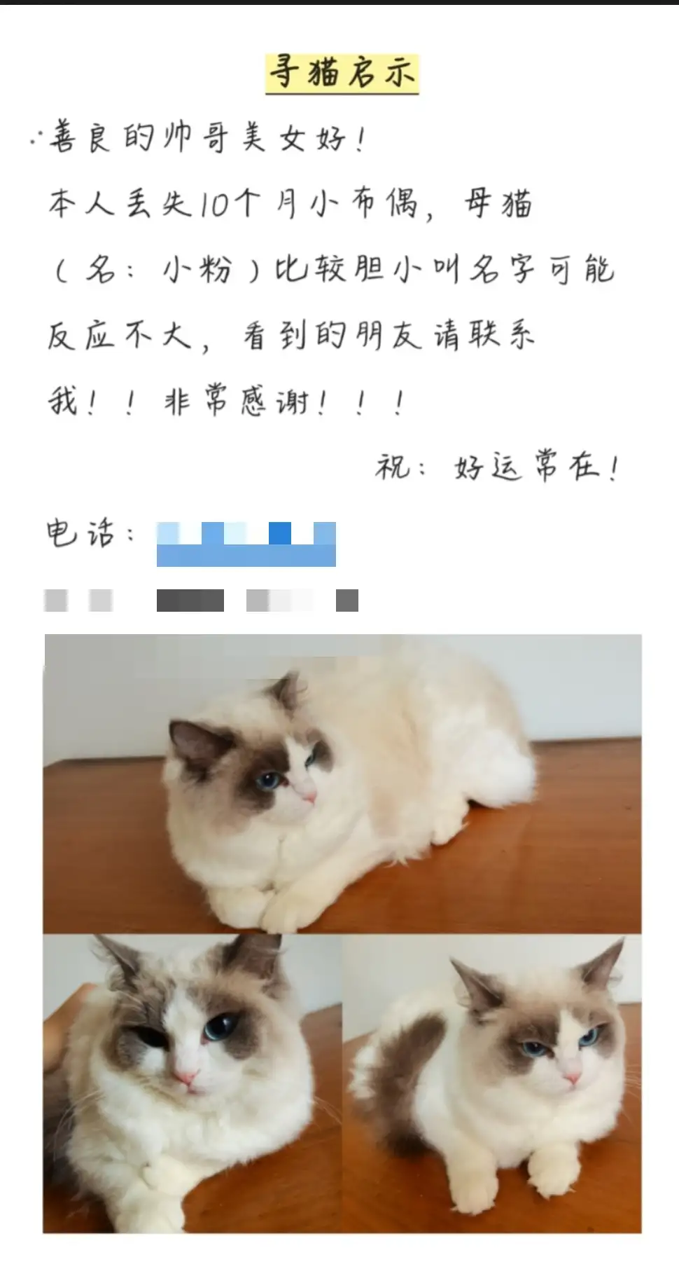 5月25日杭州市富阳区施家园花苑附近走失布偶猫【寻布偶猫启示/启事】