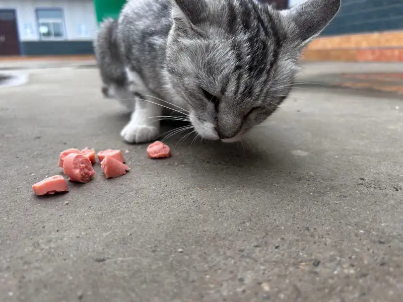 5月29日郑州市中牟县中牟县高新科技园领养猫,宠物猫,猫咪【领养启示/启事】