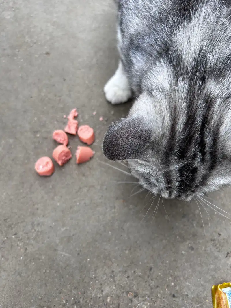 5月29日郑州市中牟县中牟县高新科技园领养猫,宠物猫,猫咪【领养启示/启事】