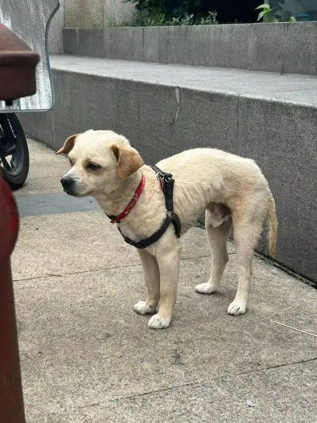 6月11日宁波市海曙区东鼓道地铁口H口捡到流浪土狗,柴犬,田园犬,中华田园犬【土狗/田园犬招领启示/启事】