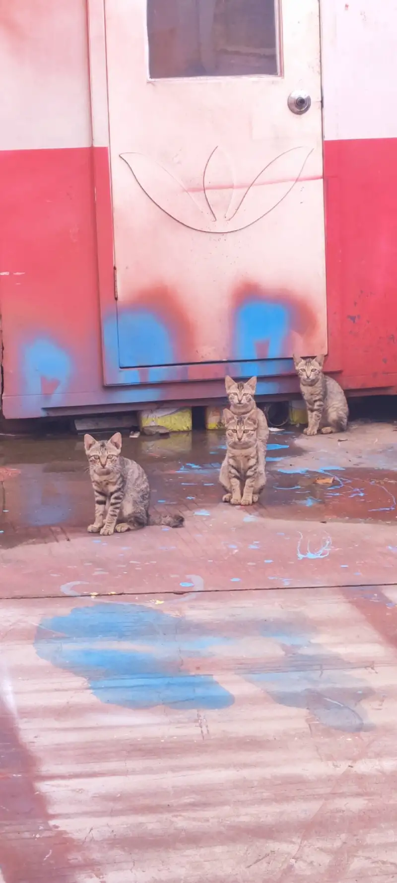 6月12日中山市西区联业路10号发现流浪田园猫,家猫【流浪田园猫/家猫线索】