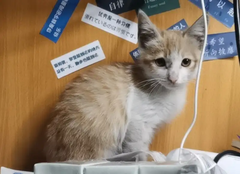 6月18日莆田市仙游县湄洲湾职业技术学院东软现代产业学院领养橘猫【领养启示/启事】