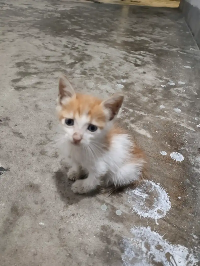 6月19日江门市新会区会城街道募兴路陆羽茶行领养猫,宠物猫,猫咪【领养启示/启事】