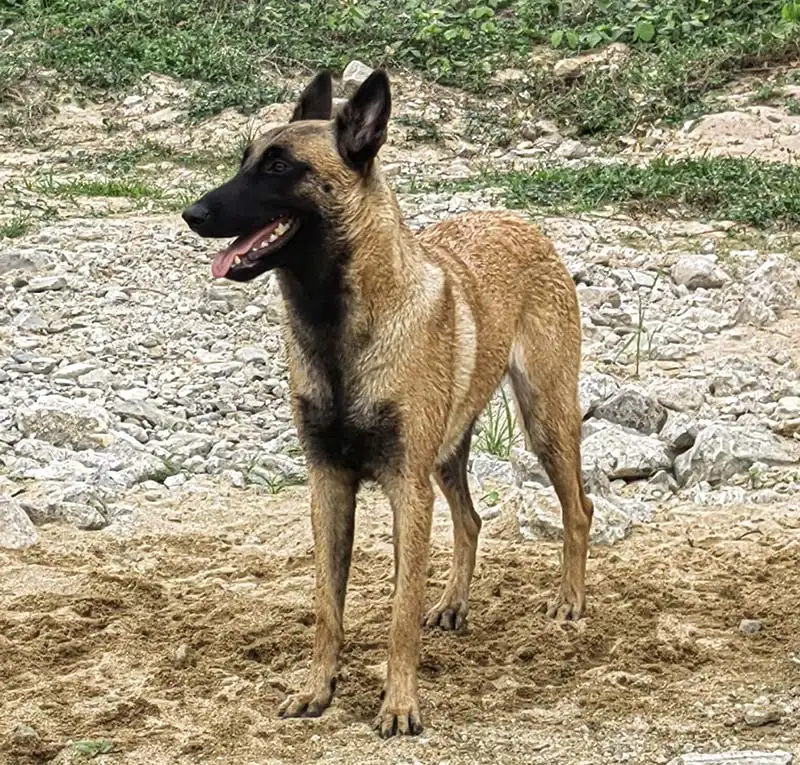 6月20日三亚市吉阳区三亚市吉阳区港门村走失马犬,比利时马里努阿犬【寻马犬启示/启事】