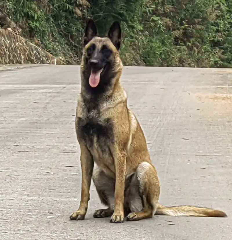 6月20日三亚市吉阳区三亚市吉阳区港门村走失马犬,比利时马里努阿犬【寻马犬启示/启事】