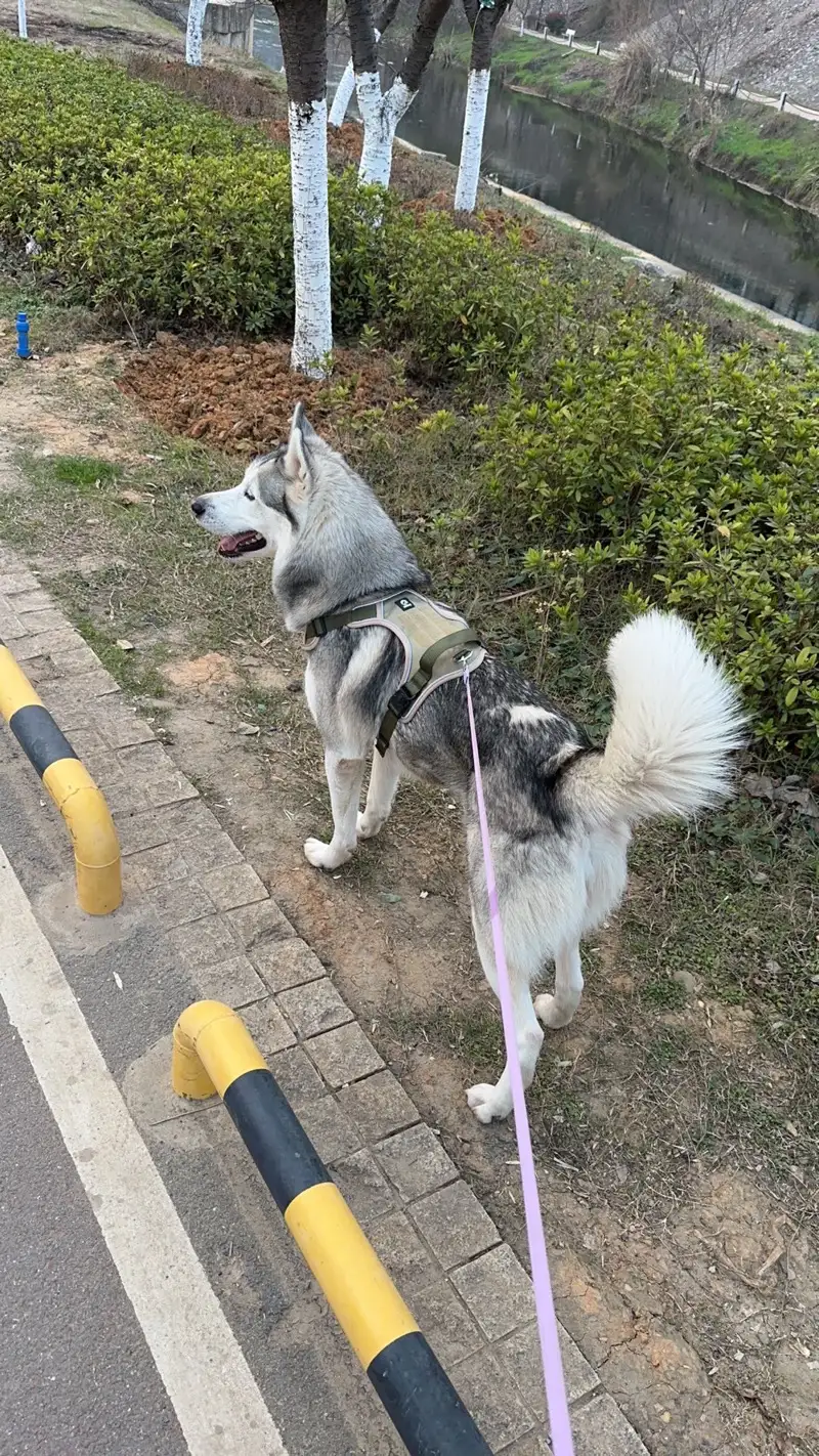 6月22日衡阳市蒸湘区衡阳市雅士林御苑停车场走失哈士奇【寻哈士奇启示/启事】