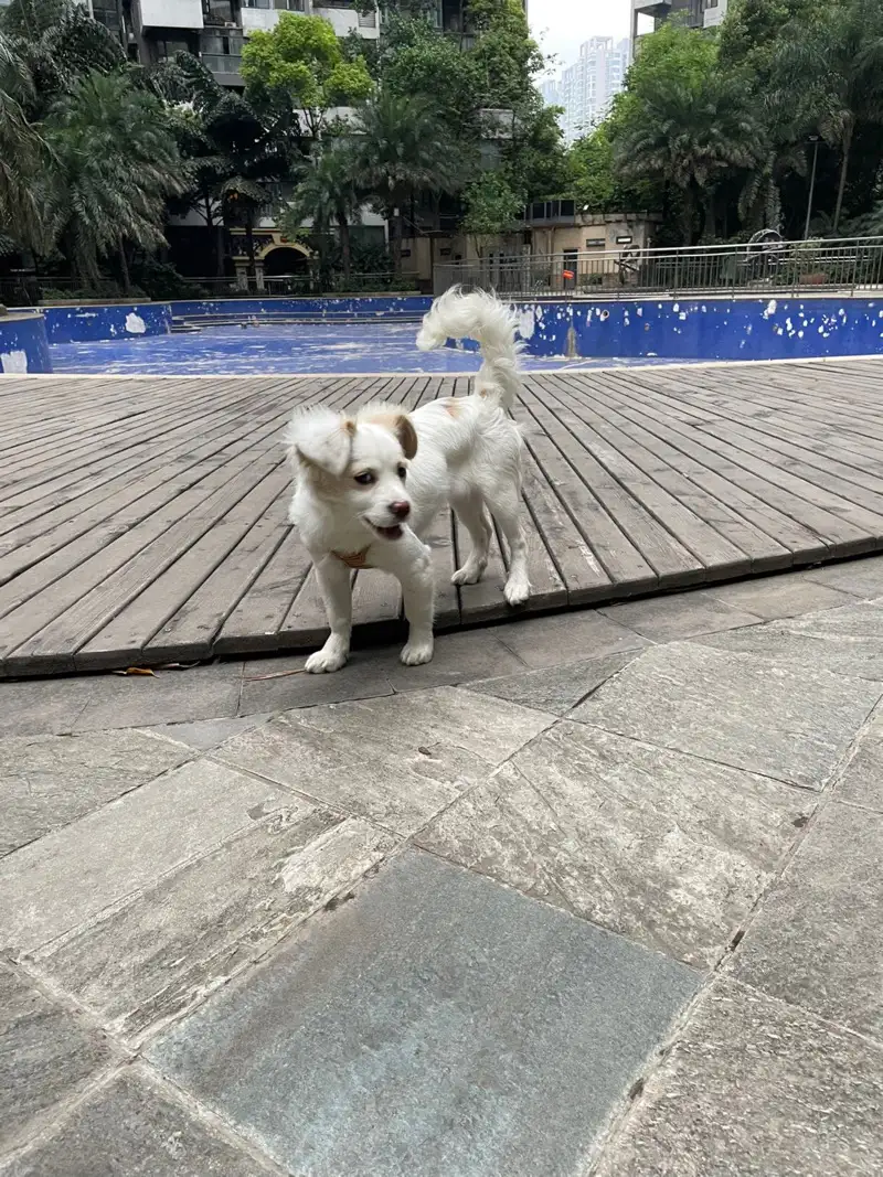 6月18日德阳市旌阳区天马加油站走失土狗,柴犬,田园犬,中华田园犬【寻土狗/田园犬启示/启事】