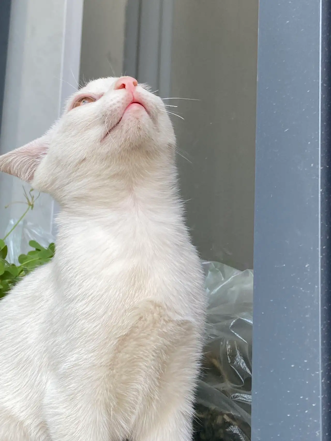 6月3日青岛市黄岛区红石崖街道领养田园猫,家猫【领养启示/启事】