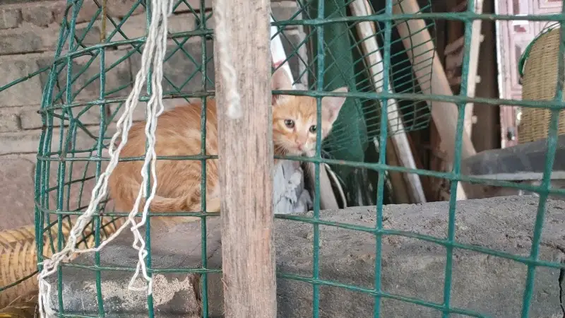 6月5日广安市武胜县鸣钟乡龙鳌村领养橘猫【领养启示/启事】