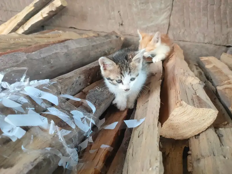 6月5日广安市武胜县鸣钟乡龙鳌村领养田园猫,家猫【领养启示/启事】