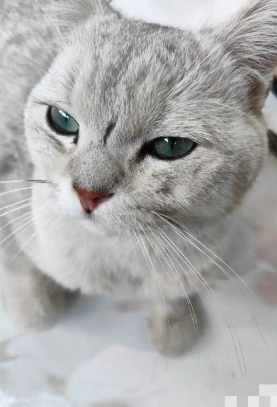 6月1日石家庄市桥西区东简良小区捡到流浪猫,宠物猫,猫咪【猫招领启示/启事】