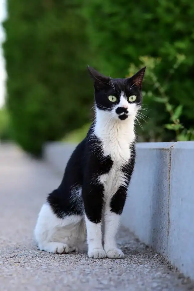 6月9日葫芦岛市兴城市辽宁工程技术大学领养猫,宠物猫,猫咪【领养启示/启事】